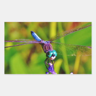 Teal Rainbow Dragonfly Rectangular Sticker