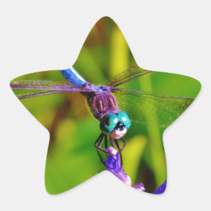 Teal Rainbow Dragonfly Star Sticker