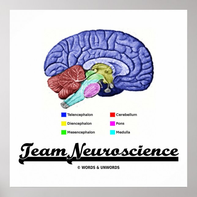 Team Neuroscience (Brain Anatomy Attitude) Poster (Front)