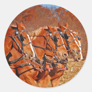 Team of Horses in Field Classic Round Sticker