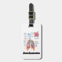 Team Respiration (Respiratory System)