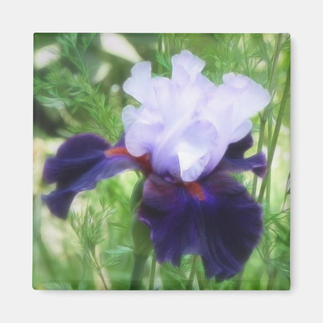 Teamwork - Tall Bearded Iris Magnet (Front)