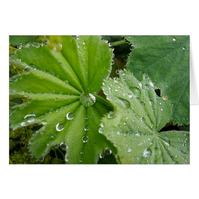 Tear of Nature (Front Horizontal)