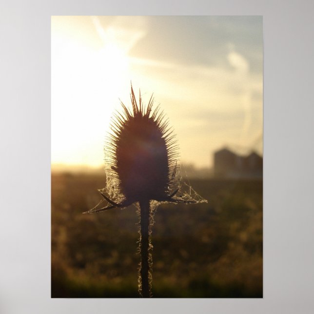 Teasel Sunset Poster (Front)