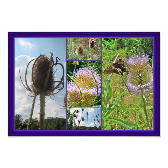 Teasel Thistle - Dipsacus fullonum Photo Print (Front)