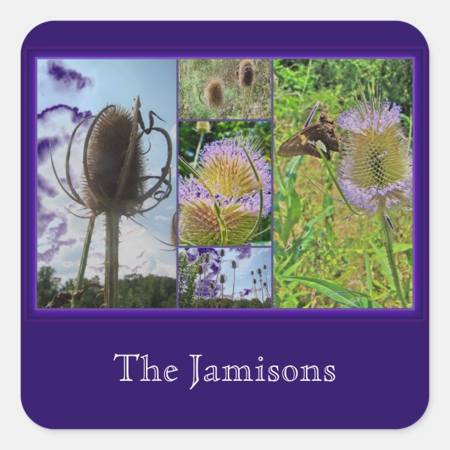 Teasel Thistle - Dipsacus fullonum Square Sticker (Front)
