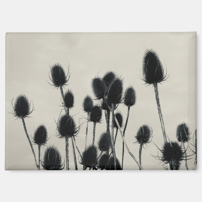 Teasels Magnet (Front)