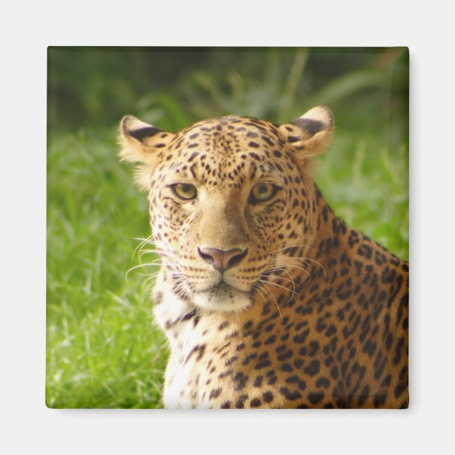 TecBoy Magnet - Leopard (Front)