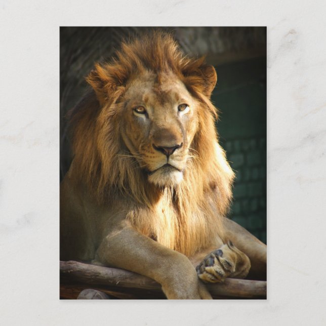 TecBoy Postcard - Lion (Vertical) (Front)