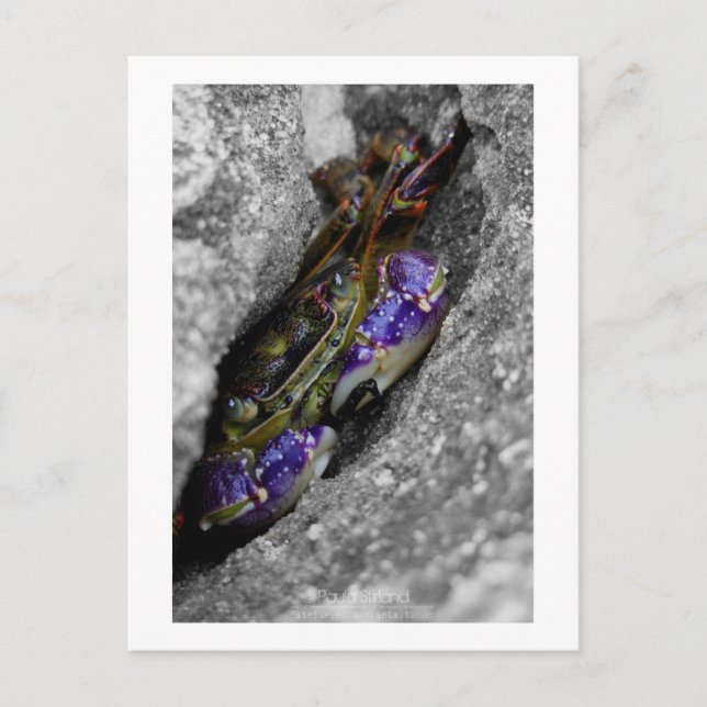 Technicoloured Creature Postcard (Front)