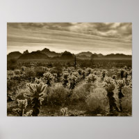 Teddy Bear Cactus
