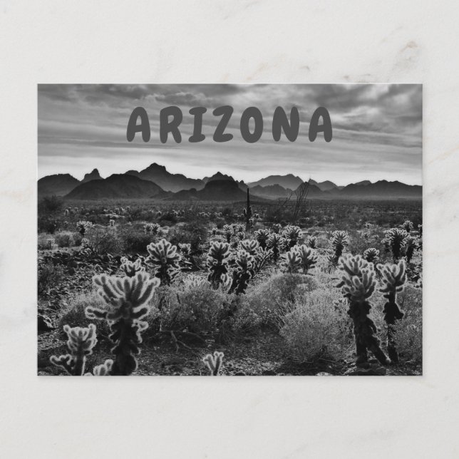 Teddy Bear Cholla Cactus Desert Plant Postcard (Front)