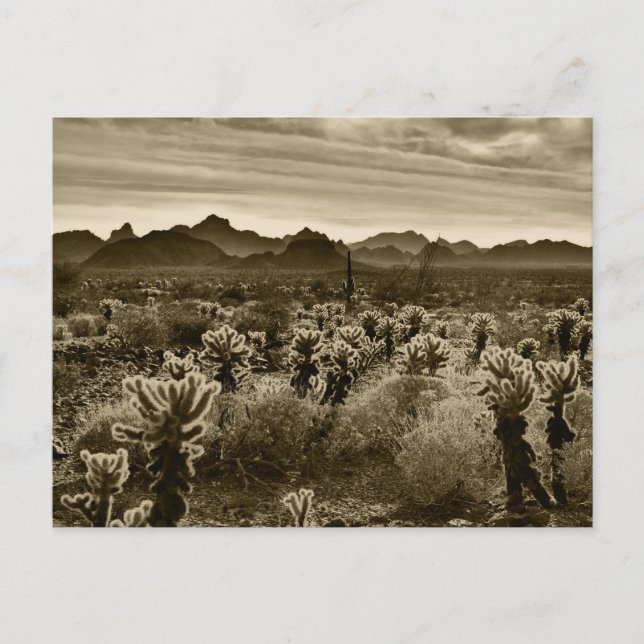 Teddy Bear Cholla Cactus Desert Plant Postcard (Front)