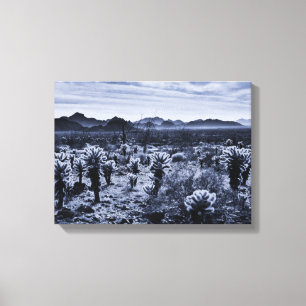Teddy Bear Cholla Cactus Desert Plants Canvas Print