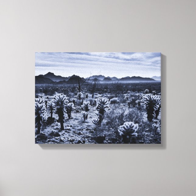 Teddy Bear Cholla Cactus Desert Plants Canvas Print (Front)