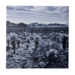 Teddy Bear Cholla Cactus Desert Plants Tile