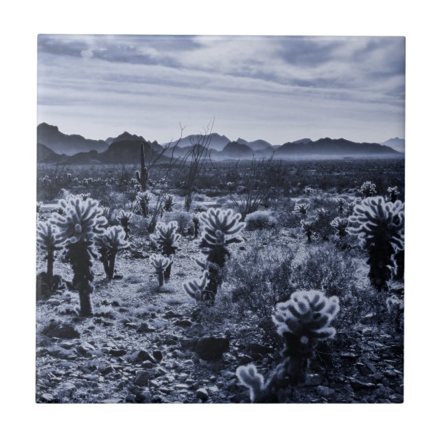 Teddy Bear Cholla Cactus Desert Plants Tile (Front)