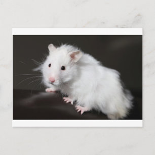 Teddy Bear Hamster Postcard