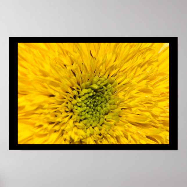 Teddy Bear Sunflower Blossom Poster (Front)
