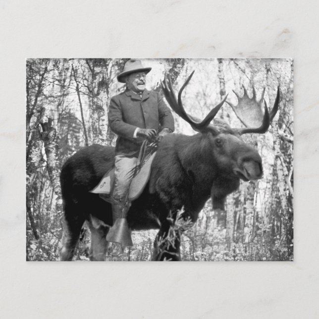 Teddy Roosevelt Riding A Bull Moose Postcard (Front)