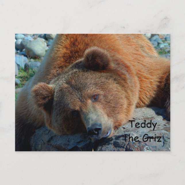 Teddy the Grizz Postcard (Front)