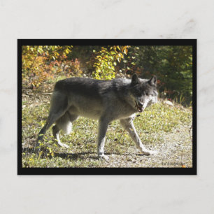 "Teething" Post Card