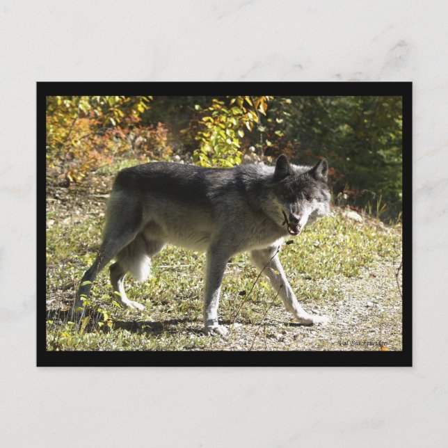 "Teething" Post Card (Front)