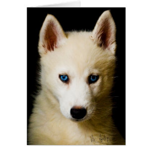 Tehya - Siberian Husky