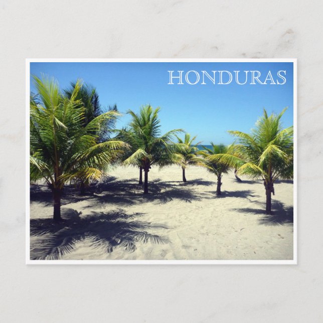 tela palms honduras postcard (Front)