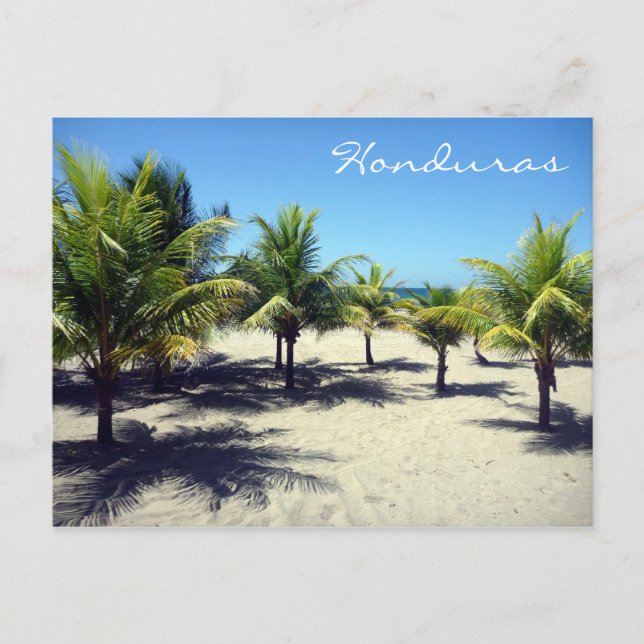 tela palms postcard (Front)