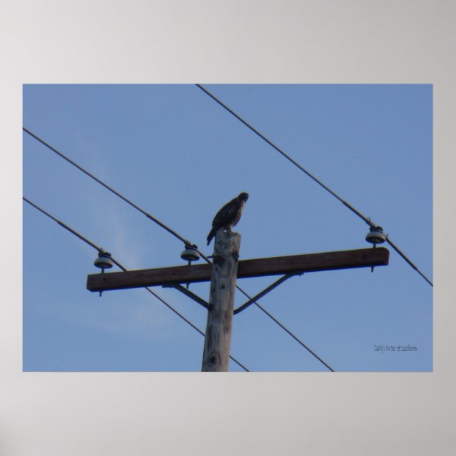 Telephone Pole Perch Poster (Front)