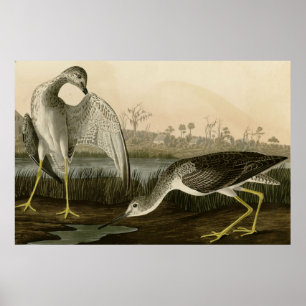 Tell-tale Godwit Poster
