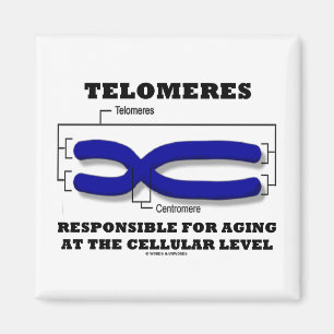 Telomeres Responsible For Aging At Cellular Level Magnet