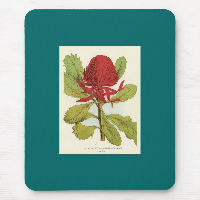 Telopea Speciosissimae Waratah Mouse Pad (Front)