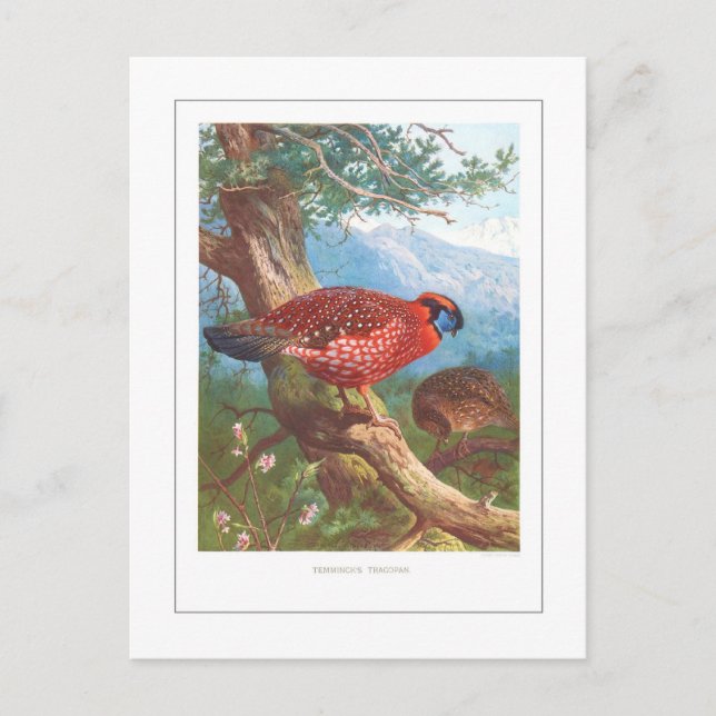 Temminck's Tragopan Postcard (Front)