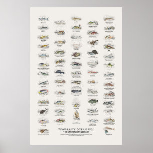 Temperate Ocean Fish - Naturalist's Library Poster