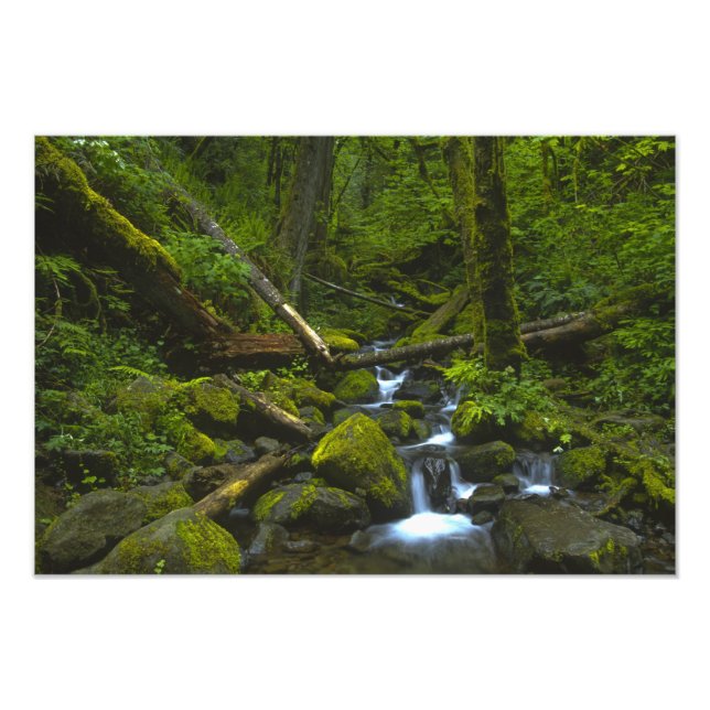 Temperate Rainforest Stream in Columbia River Photo Print (Front)
