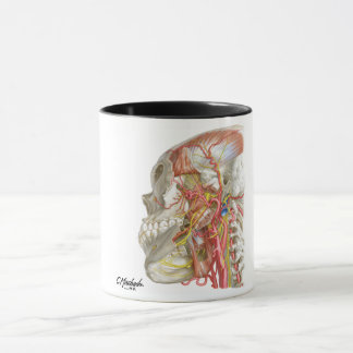 Temporal and Infratemporal Fossae Mug