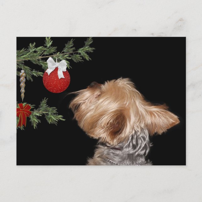 Tempted Yorkie Christmas Holiday Postcard (Front)