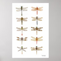 Ten Dragonfly Species