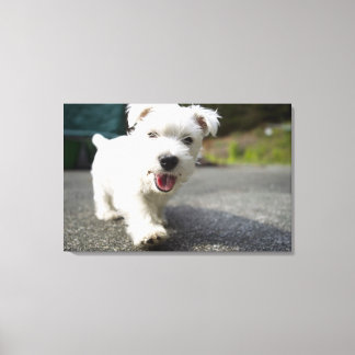 Ten week old female west highland terrier canvas print