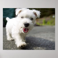 Ten week old female west highland terrier