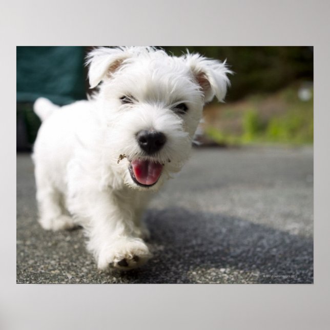 Ten week old female west highland terrier poster (Front)