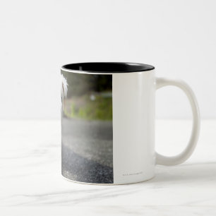 Ten week old female west highland terrier Two-Tone coffee mug