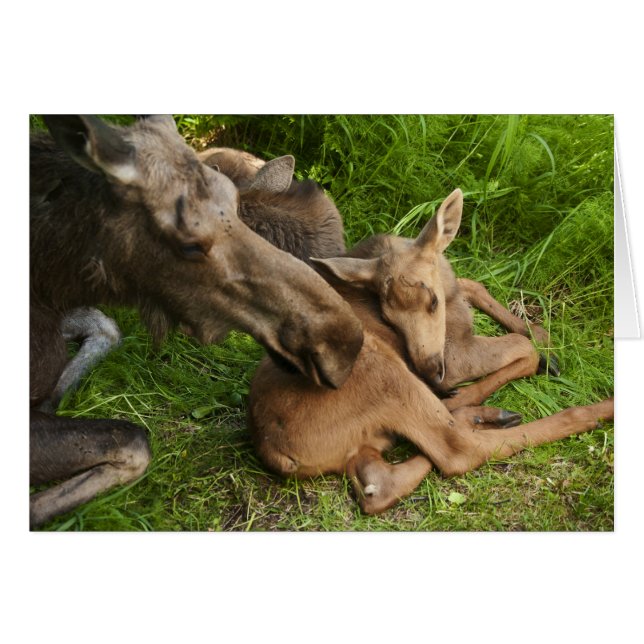 Tender Mother Moose (Front Horizontal)