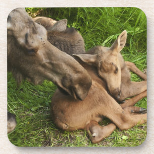 Tender Mother Moose Coaster