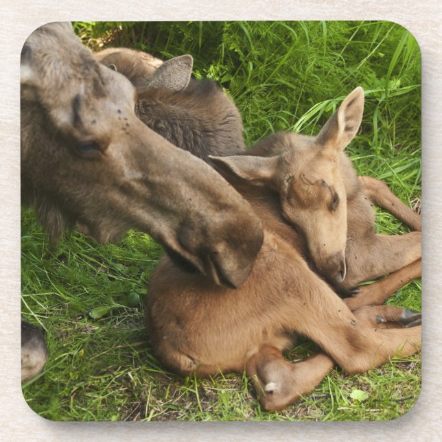 Tender Mother Moose Coaster (Front)