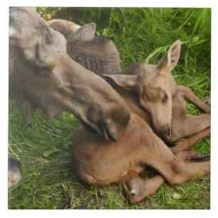 Tender Mother Moose Tile