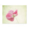 Tender Poppy