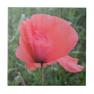 tender red poppy tile